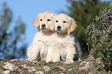 GOLDEN RETRIEVER 570